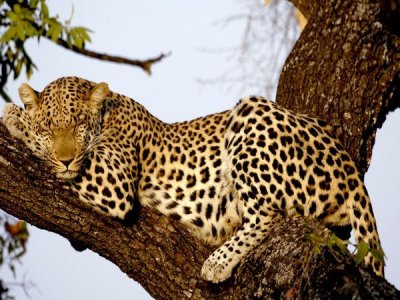 Leopard in a Tree.jpg
